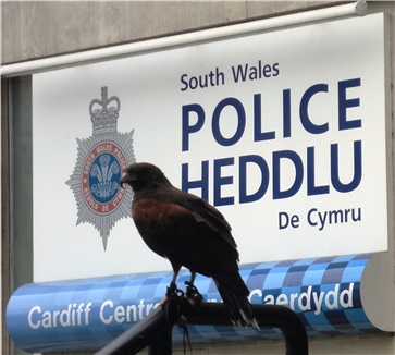  Harris Hawk  after Pidgeons